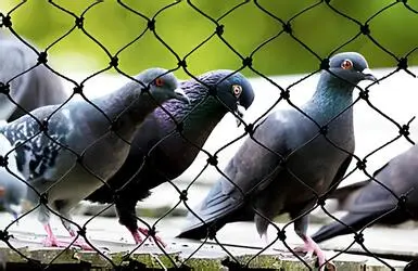 About Quality Pigeon Safety Nets in Bangalore-NettyFix